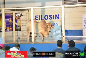 Expopar Leilão Brahman Arrojo
