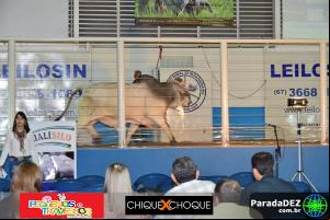 Expopar Leilão Brahman Arrojo