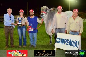 Expopar Julgamento Nelore Mocho